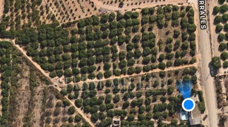 Alicante - Albatera - 14000m2