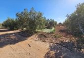 Casa amb terreny en venda a la España, Fuente Álamo, ref.: TR295889 foto
