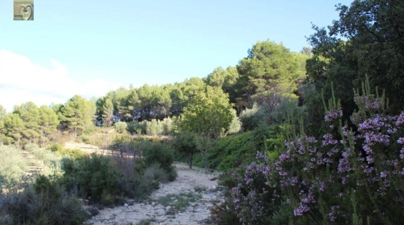 Alicante - Ibi - 39160m2
