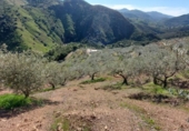 Земля на продажу у города Monda Фото
