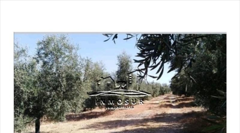 Málaga - Archidona - 53000m2