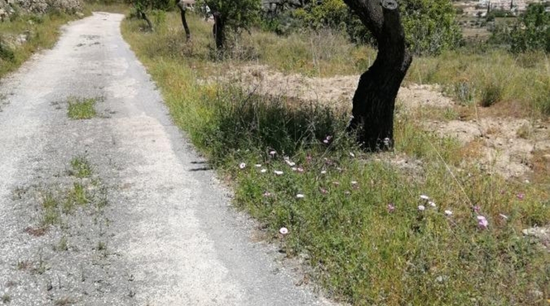 Alicante - Calpe - 11000m2