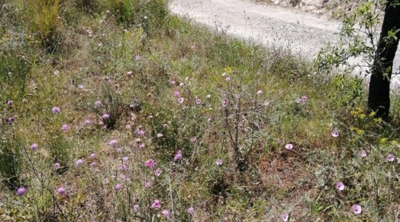 Alicante - Calpe - 11000m2