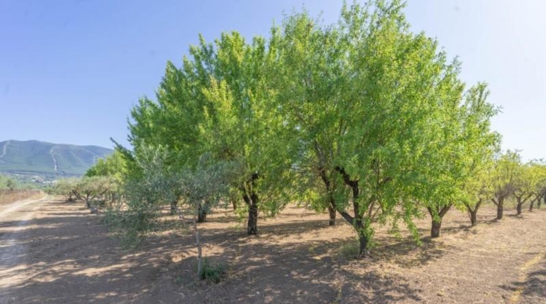 Málaga - Alhaurín el Grande - 18000m2