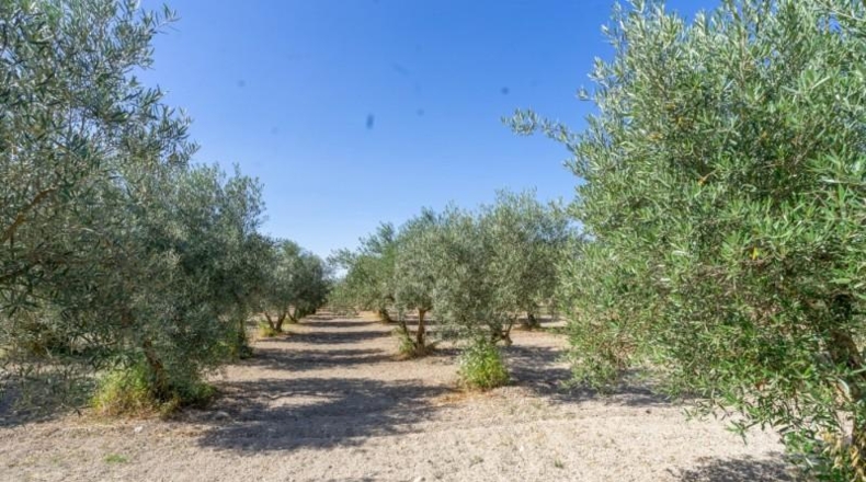 Málaga - Alhaurín el Grande - 18000m2