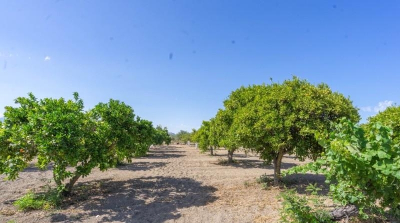 Málaga - Alhaurín el Grande - 18000m2