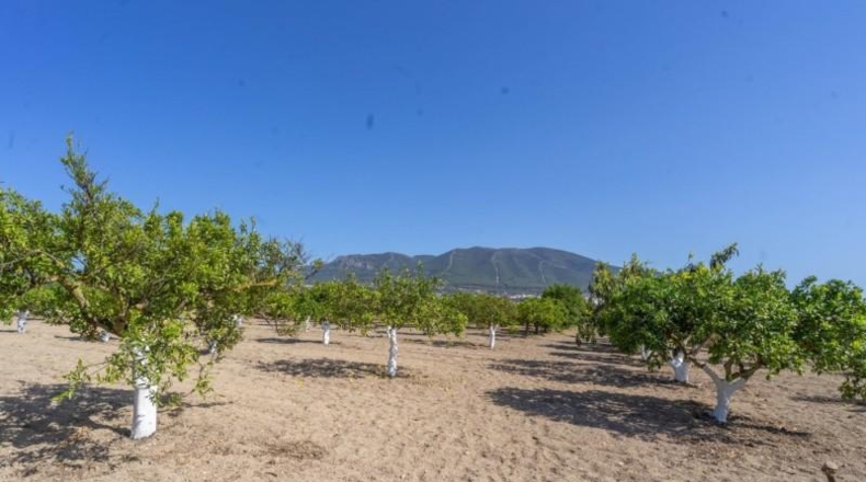 Málaga - Alhaurín el Grande - 18000m2