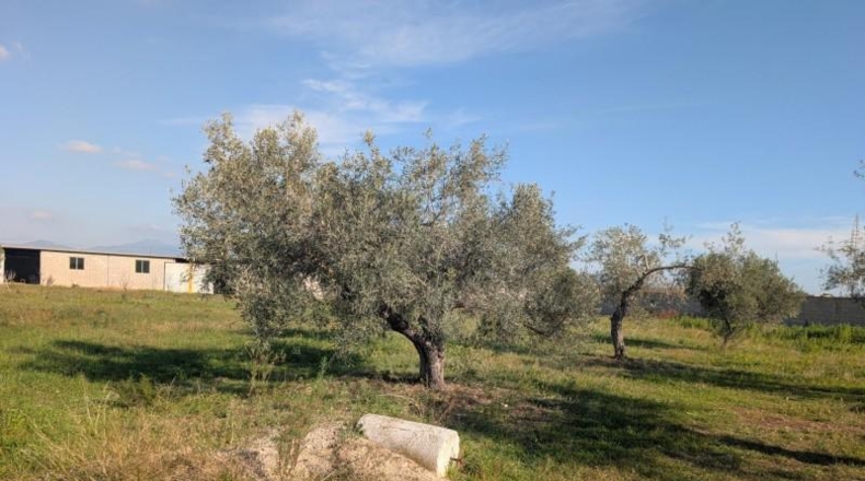 Castellón - Vinaroz - 5684m2