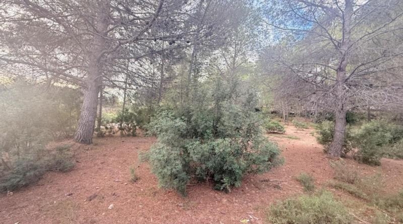 Valencia - Albalat de Tarongers - 1808m2