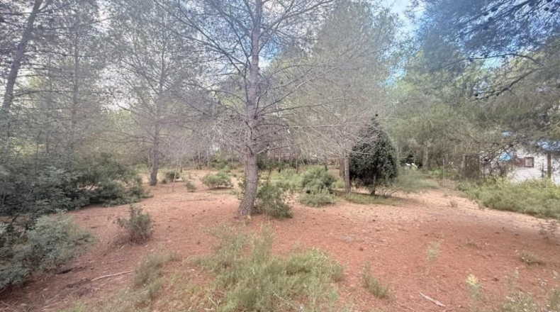 Valencia - Albalat de Tarongers - 1808m2