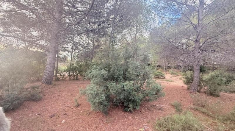 Valencia - Albalat de Tarongers - 1808m2