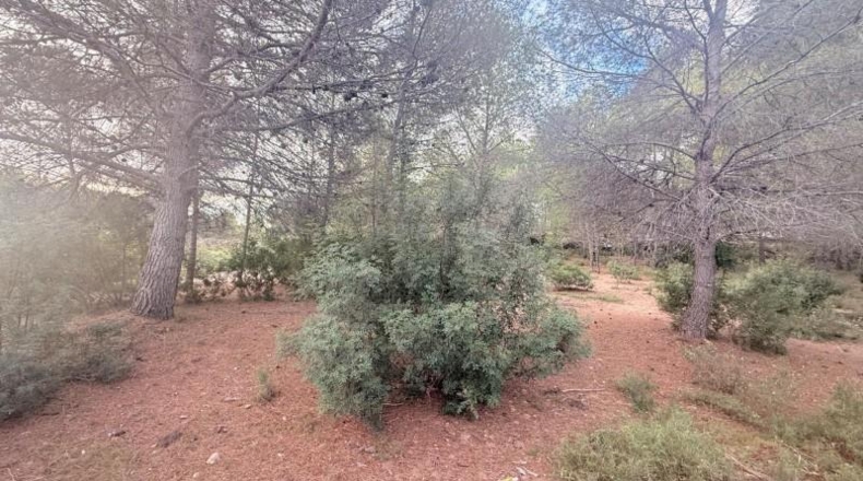 Valencia - Albalat de Tarongers - 1808m2