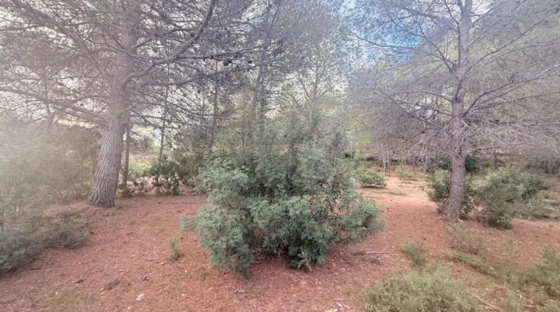 Valencia - Albalat de Tarongers - 1808m2