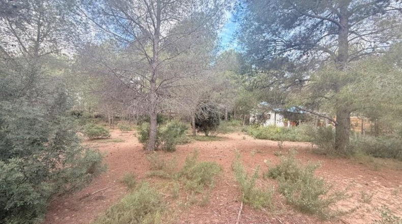 Valencia - Albalat de Tarongers - 1808m2