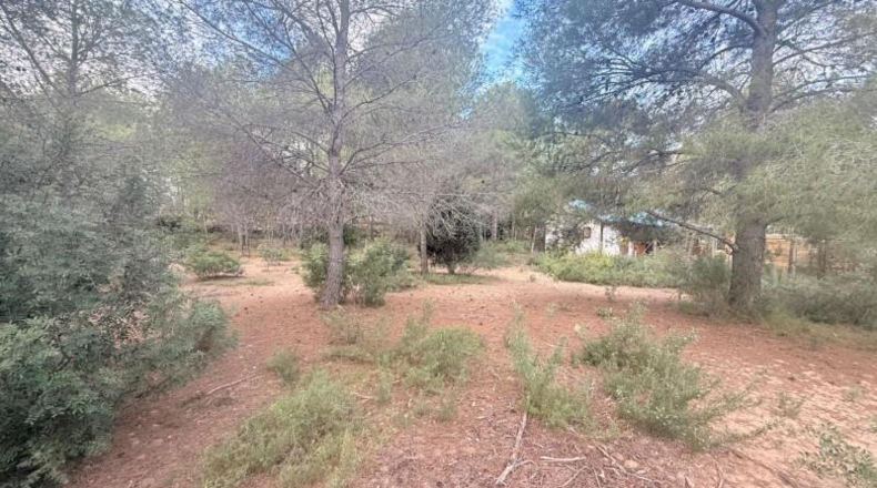 Valencia - Albalat de Tarongers - 1808m2