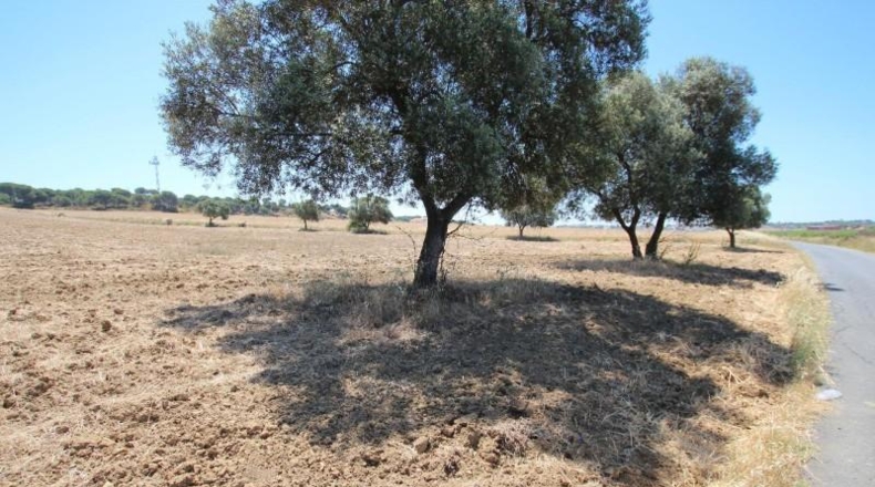 Huelva - Aljaraque - 15000m2