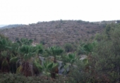 Non-developable land for sale on España, Gandia, ref: TR334936 photo