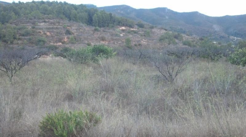 Valencia - Gandía - 67500m2