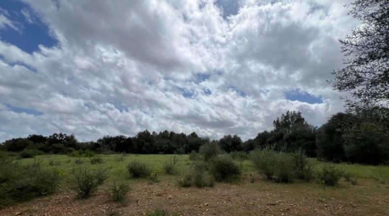 Balearic Islands - Sencelles - 15000m2