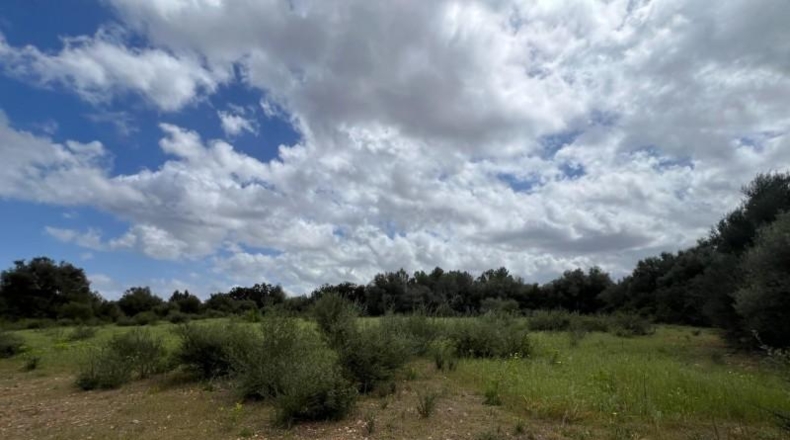 Balearic Islands - Sencelles - 15000m2