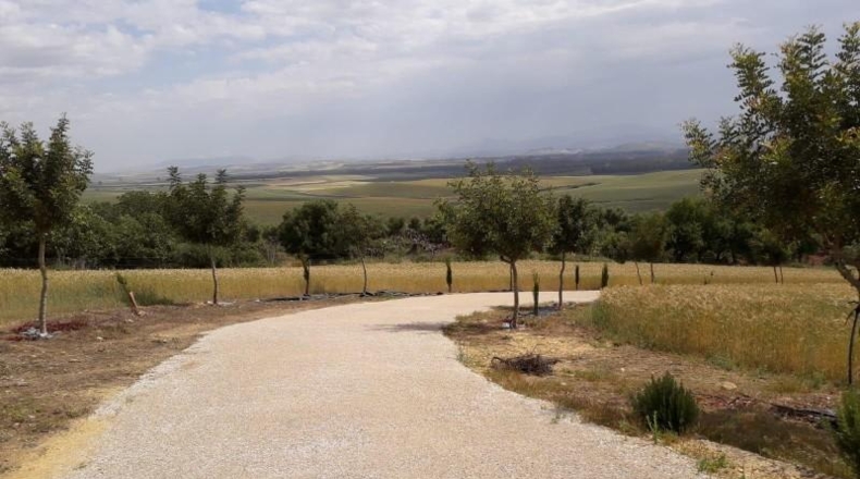 Cadiz - Bornos - 25524m2