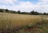 Country house with land for sale on España, Coto de Bornos, ref: TR336480 photo