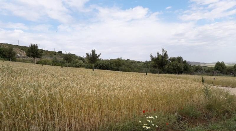Cadiz - Bornos - 25524m2