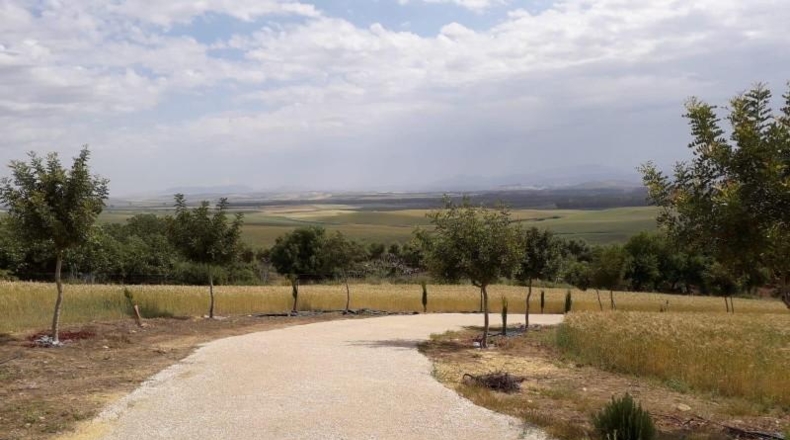 Cadiz - Bornos - 25524m2