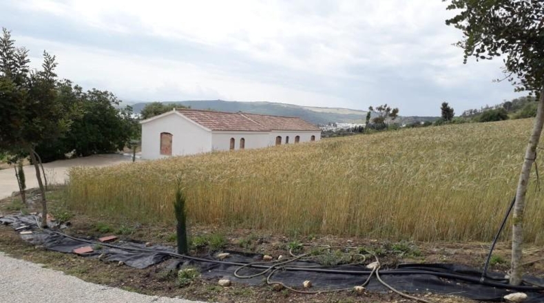 Cadiz - Bornos - 25524m2