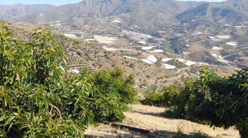 Castellón - Almenara - 20049m2