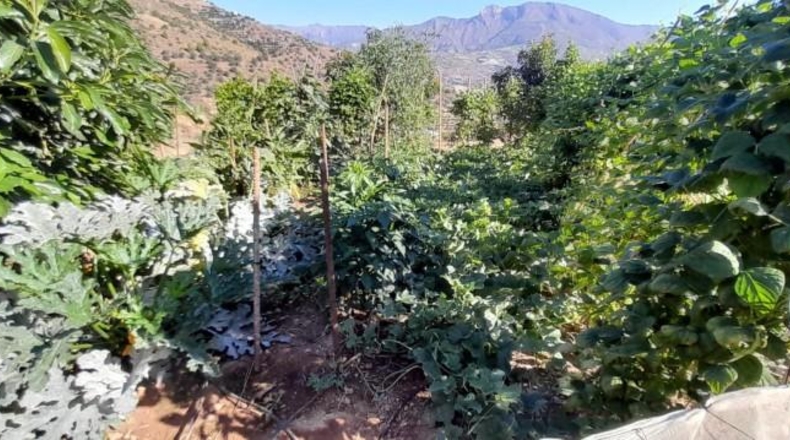 Castellón - Almenara - 20049m2