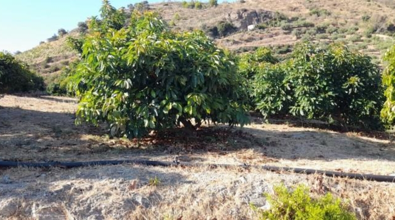 Castellón - Almenara - 20049m2