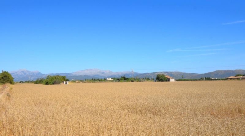 Islas Baleares - Muro - 15324m2