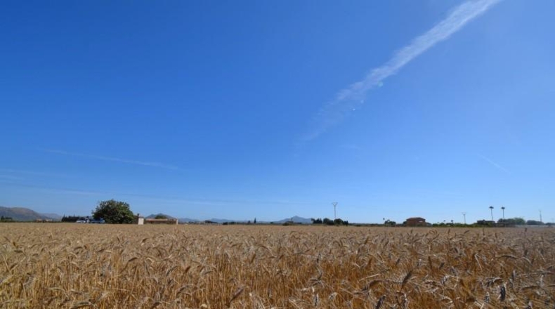 Islas Baleares - Muro - 15324m2