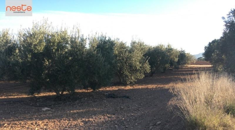 Almería - Pulpí - 11407m2