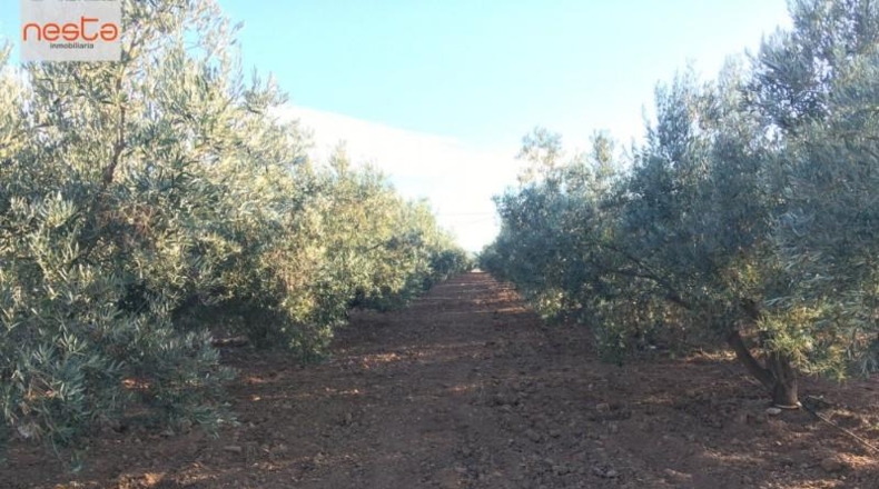 Almería - Pulpí - 11407m2