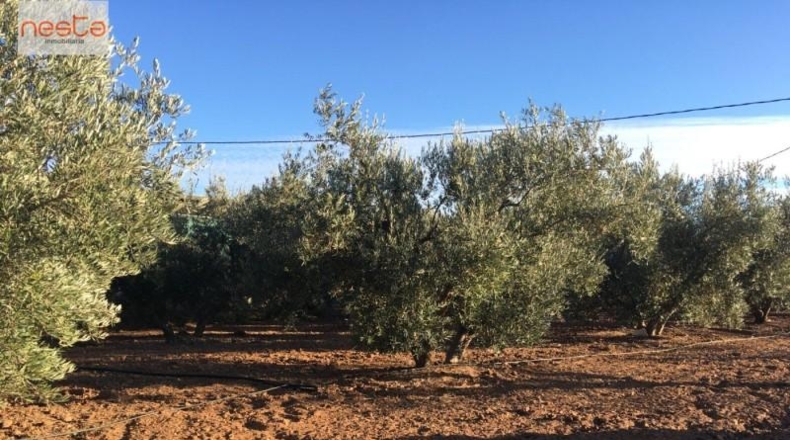 Almería - Pulpí - 11407m2