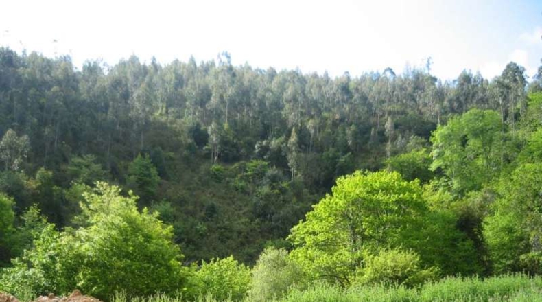 Cantabria - Novales - 20960m2