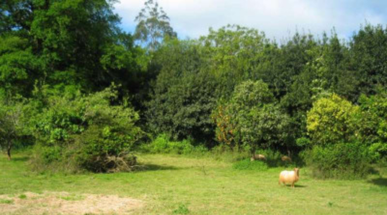 Cantabria - Novales - 20960m2