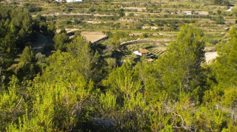 Alicante - Benisa - 14574m2