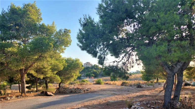 Alicante - Crevillente - 10000m2