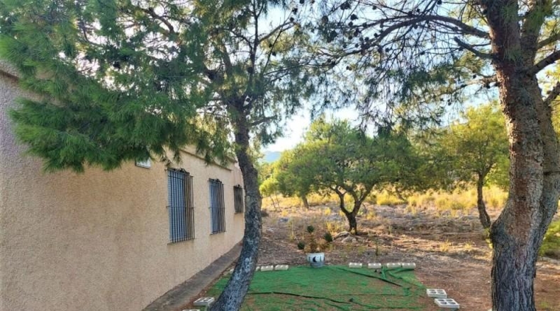 Alicante - Crevillente - 10000m2