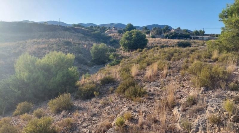 Alicante - Crevillente - 10000m2