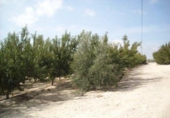 Non-developable land for sale on España, Calasparra, ref: TR119451 photo