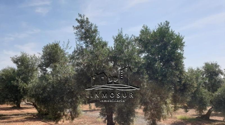 Jaén - Vilches - 35100m2
