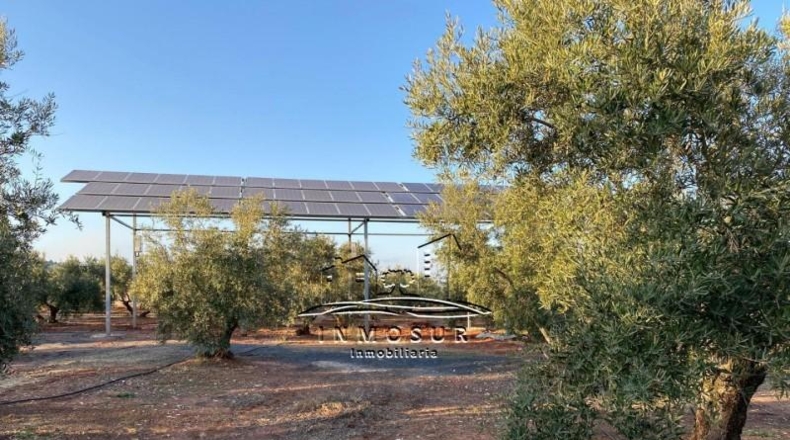 Jaén - Vilches - 35100m2