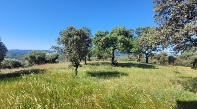 Córdoba - Pozoblanco - 137000m2