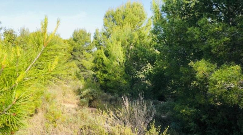 Castellón - Borriol - 1600m2