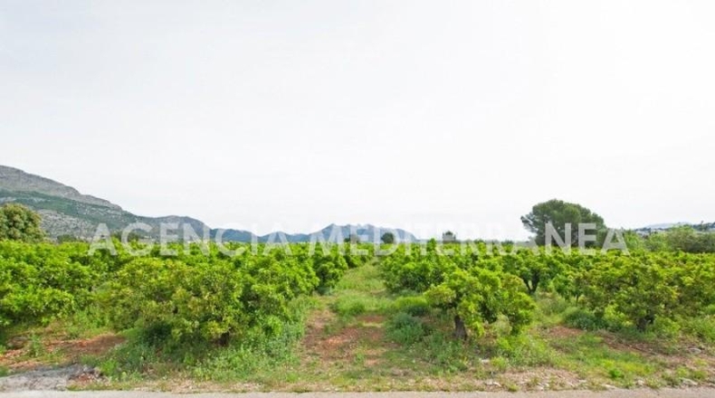 Alicante - Orba - 11000m2