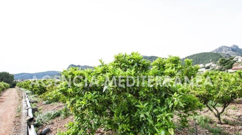 Alicante - Orba - 11000m2